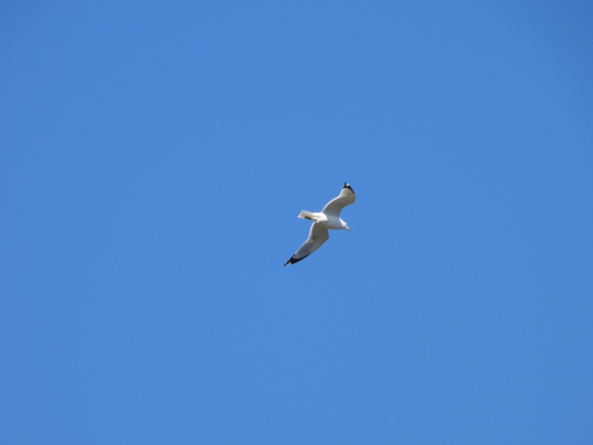 Ring-billed Gull - ML636294708