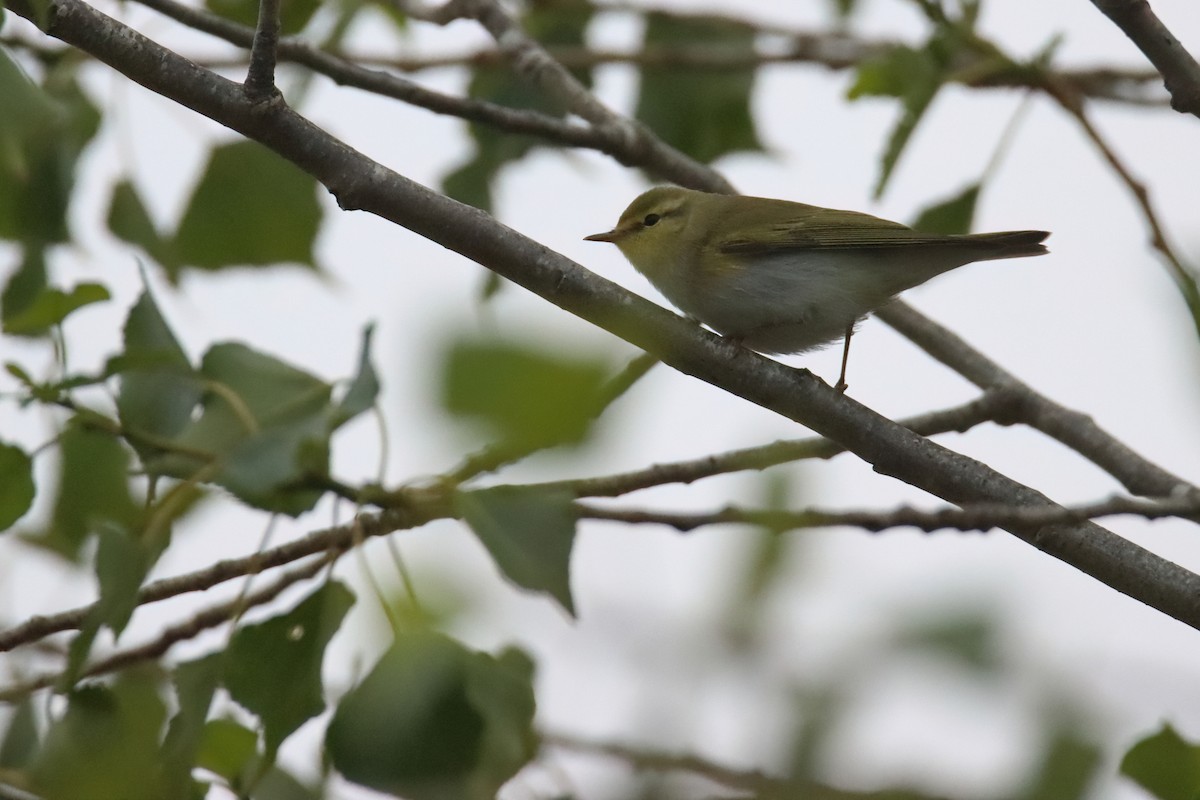 Wood Warbler - ML636294809