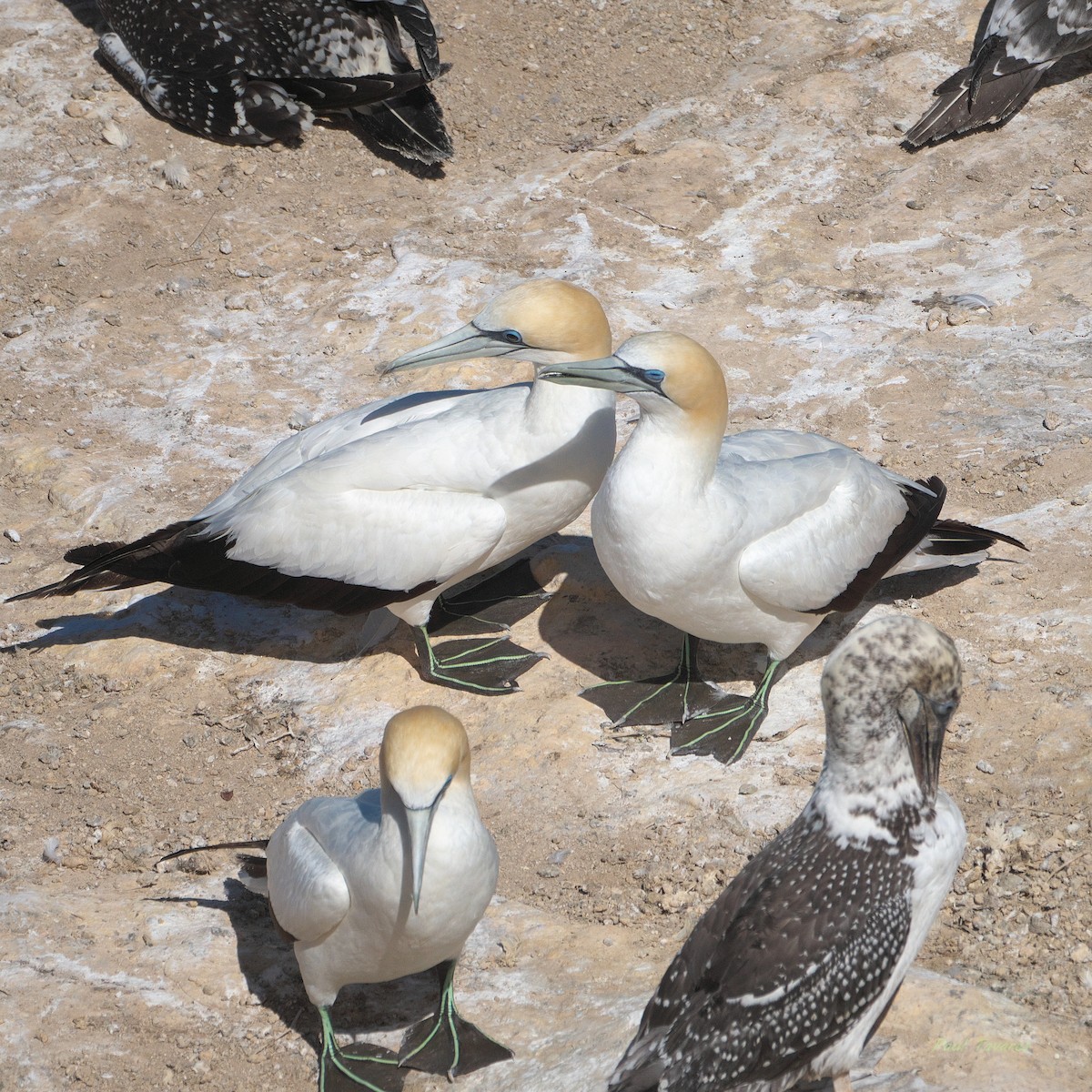 Australasian Gannet - ML636294822