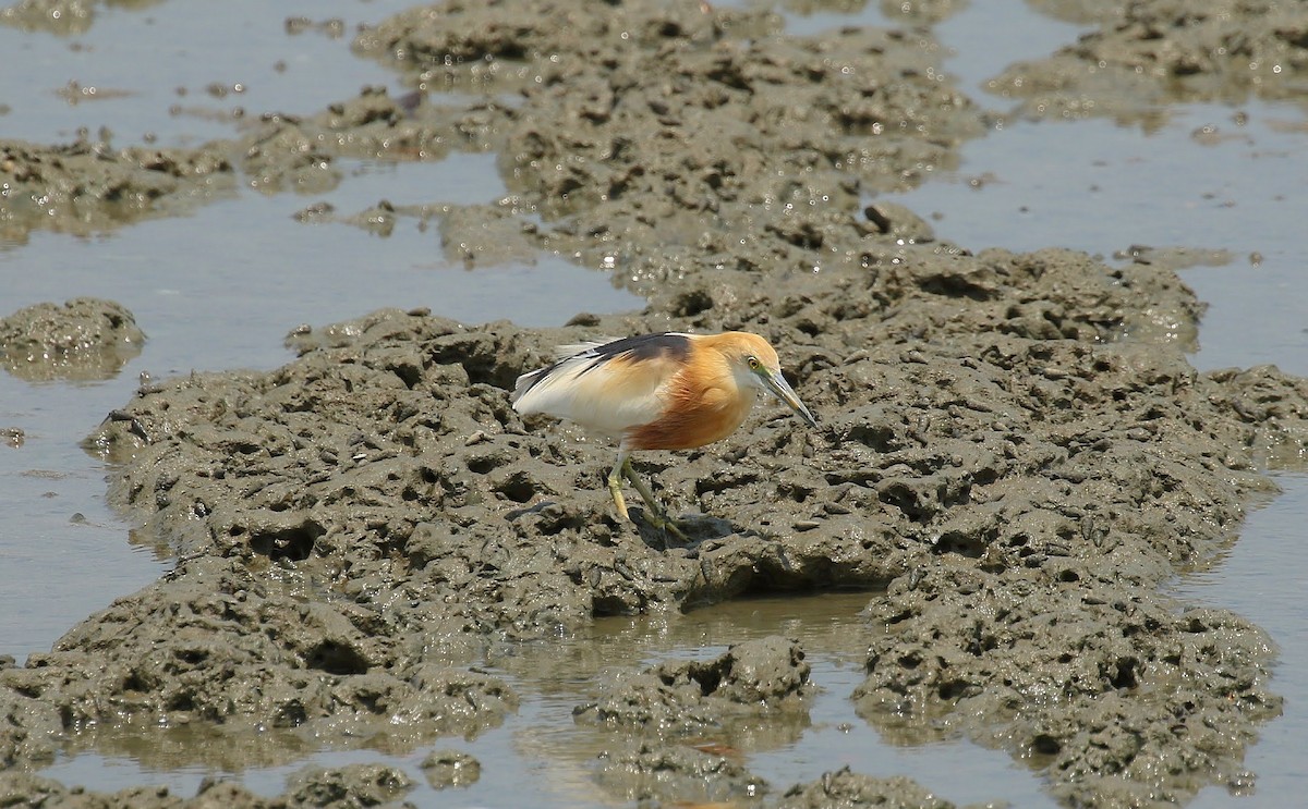 Javan Pond-Heron - ML636294860