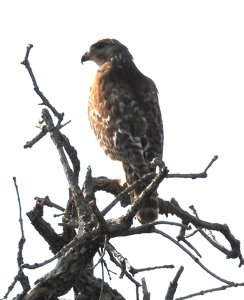Red-shouldered Hawk - ML636294887