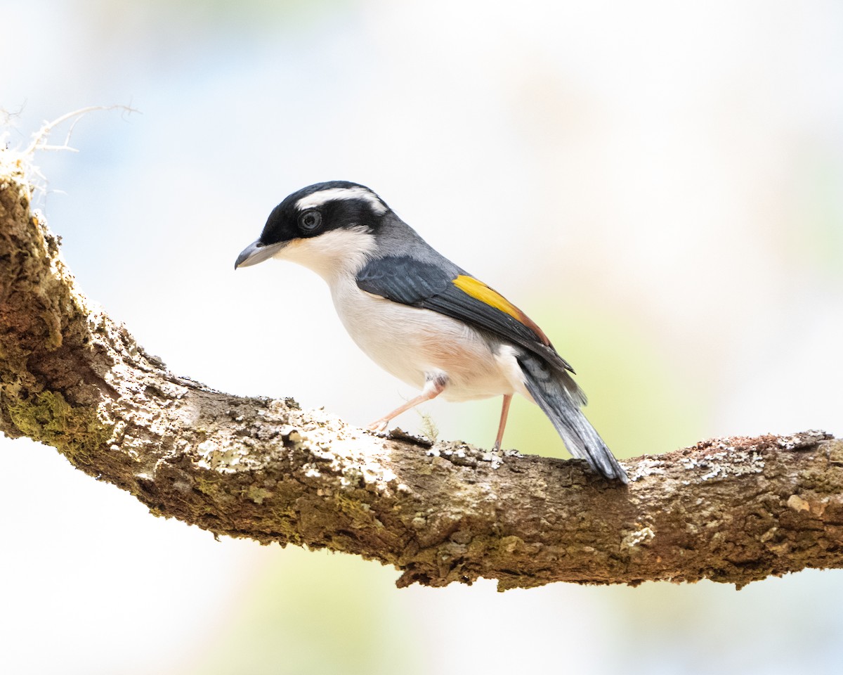 White-browed Shrike-Babbler (Dalat) - ML636294965