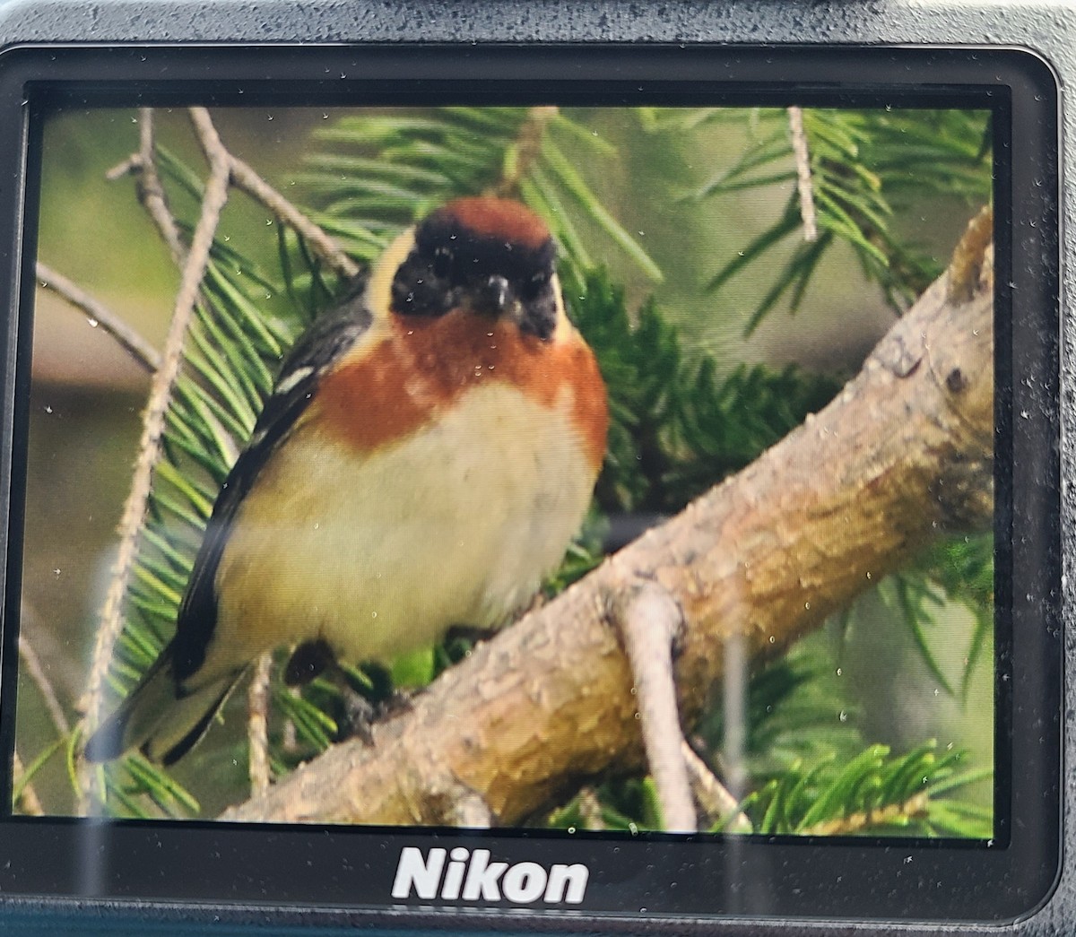 Bay-breasted Warbler - ML636295010