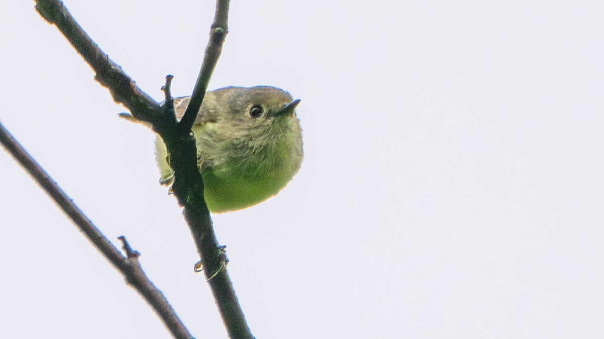 Ruby-crowned Kinglet - ML636295125