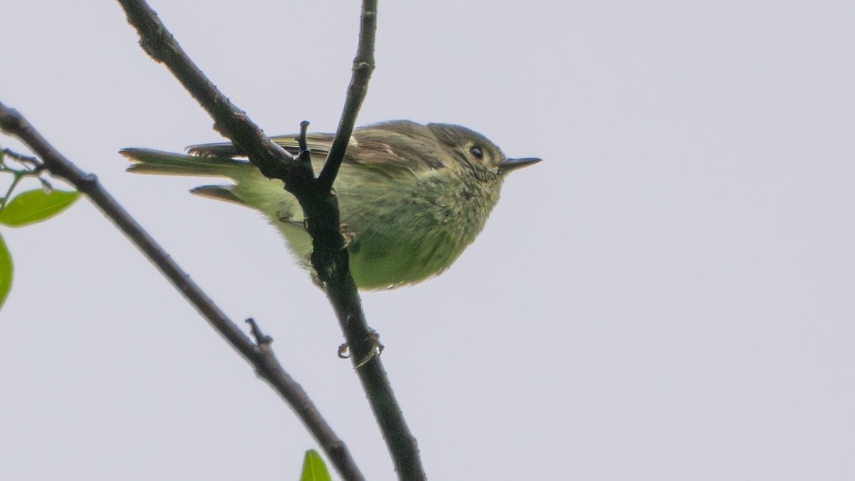 Ruby-crowned Kinglet - ML636295127