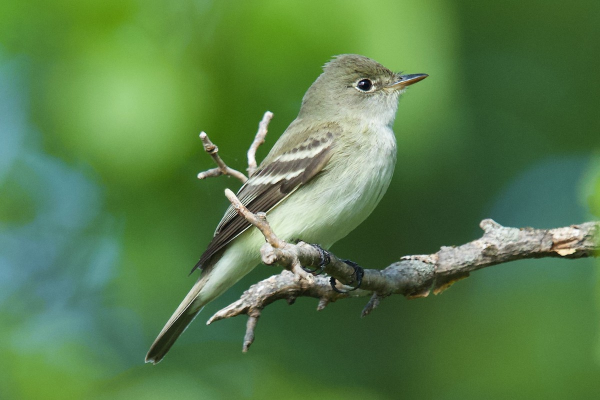 Least Flycatcher - ML636295160