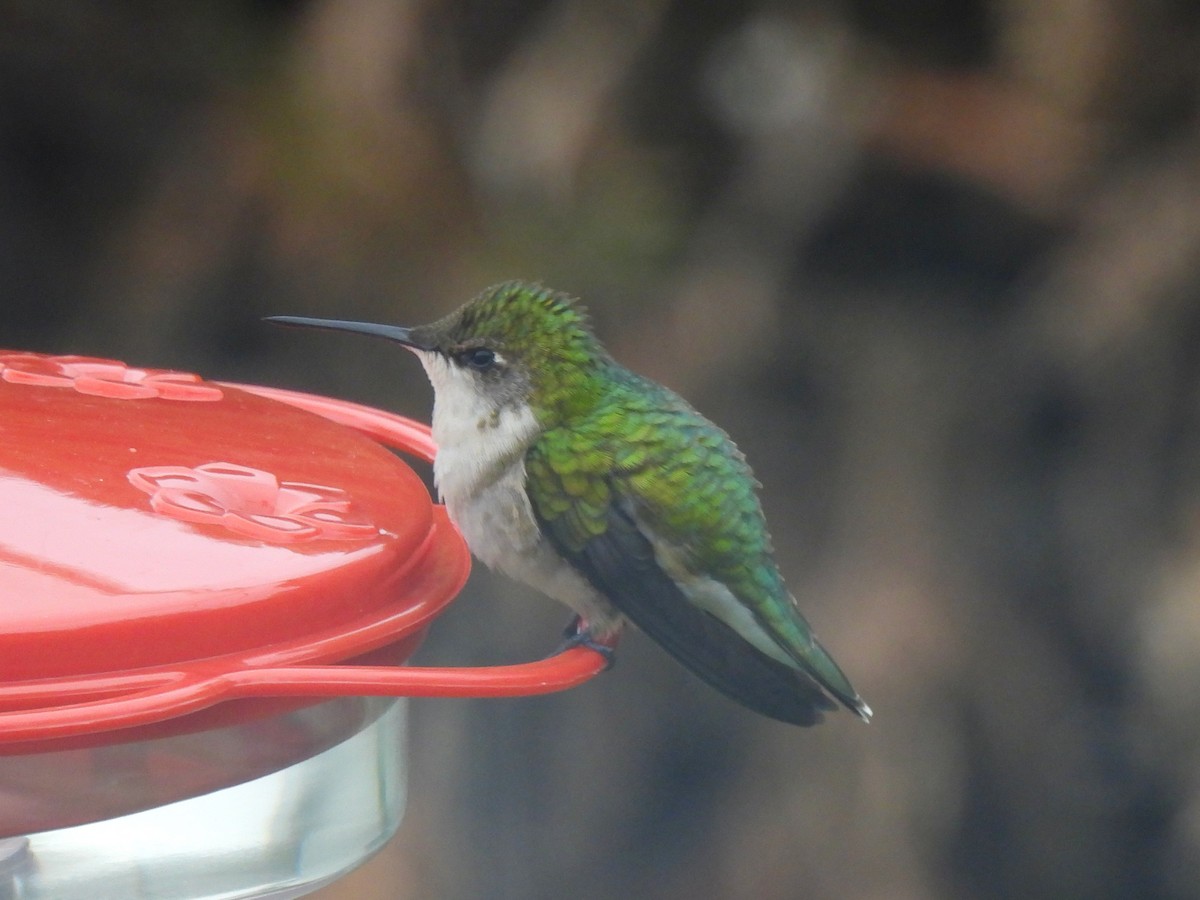 Ruby-throated Hummingbird - ML636295162