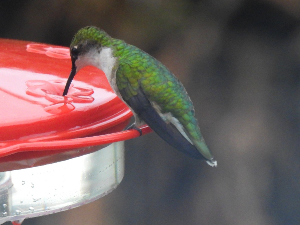 Ruby-throated Hummingbird - ML636295163