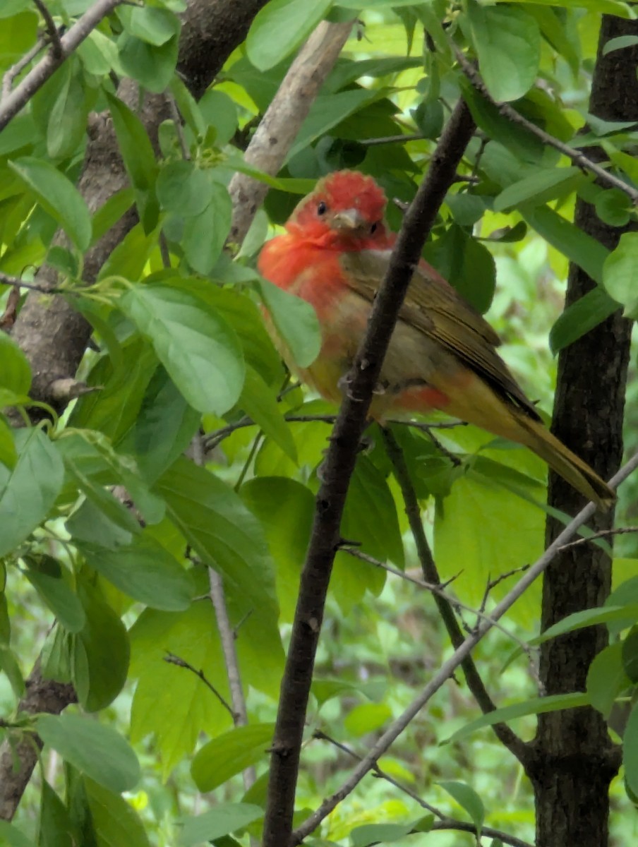 piranga ohnivá - ML636295170