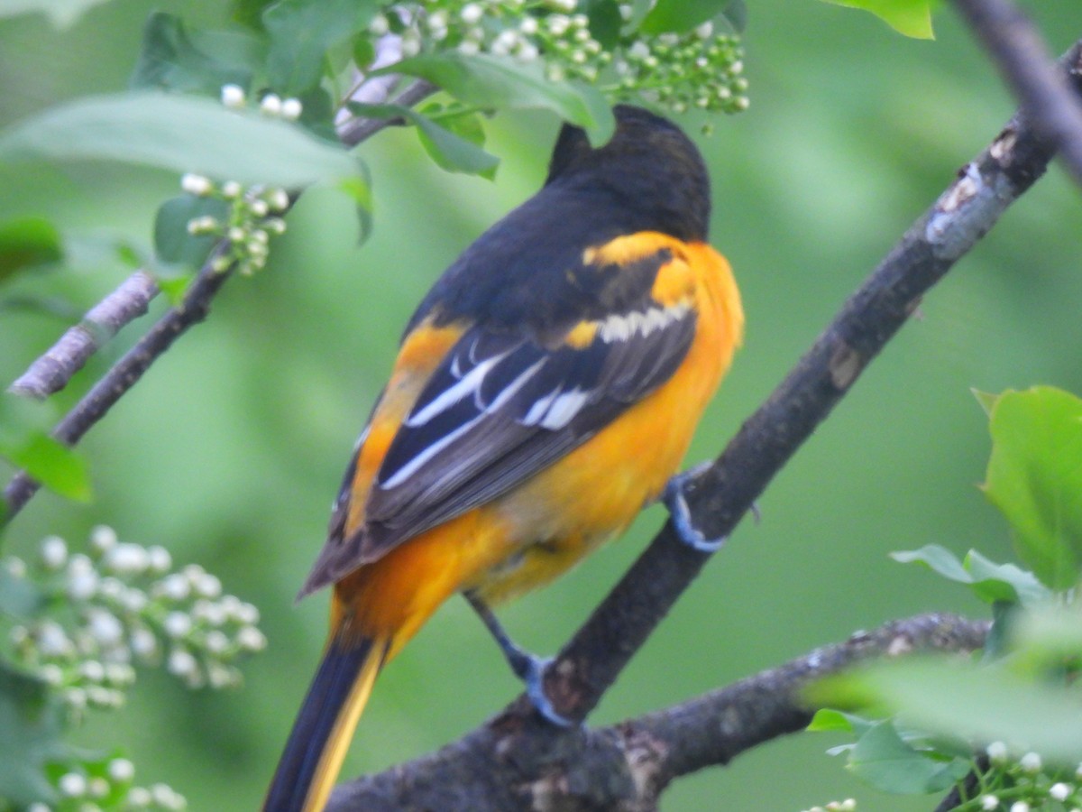Baltimore Oriole - ML636295172