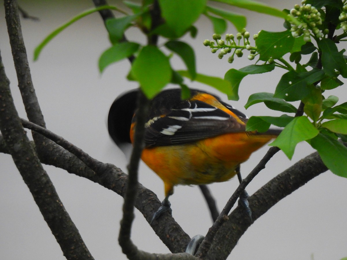 Baltimore Oriole - ML636295173