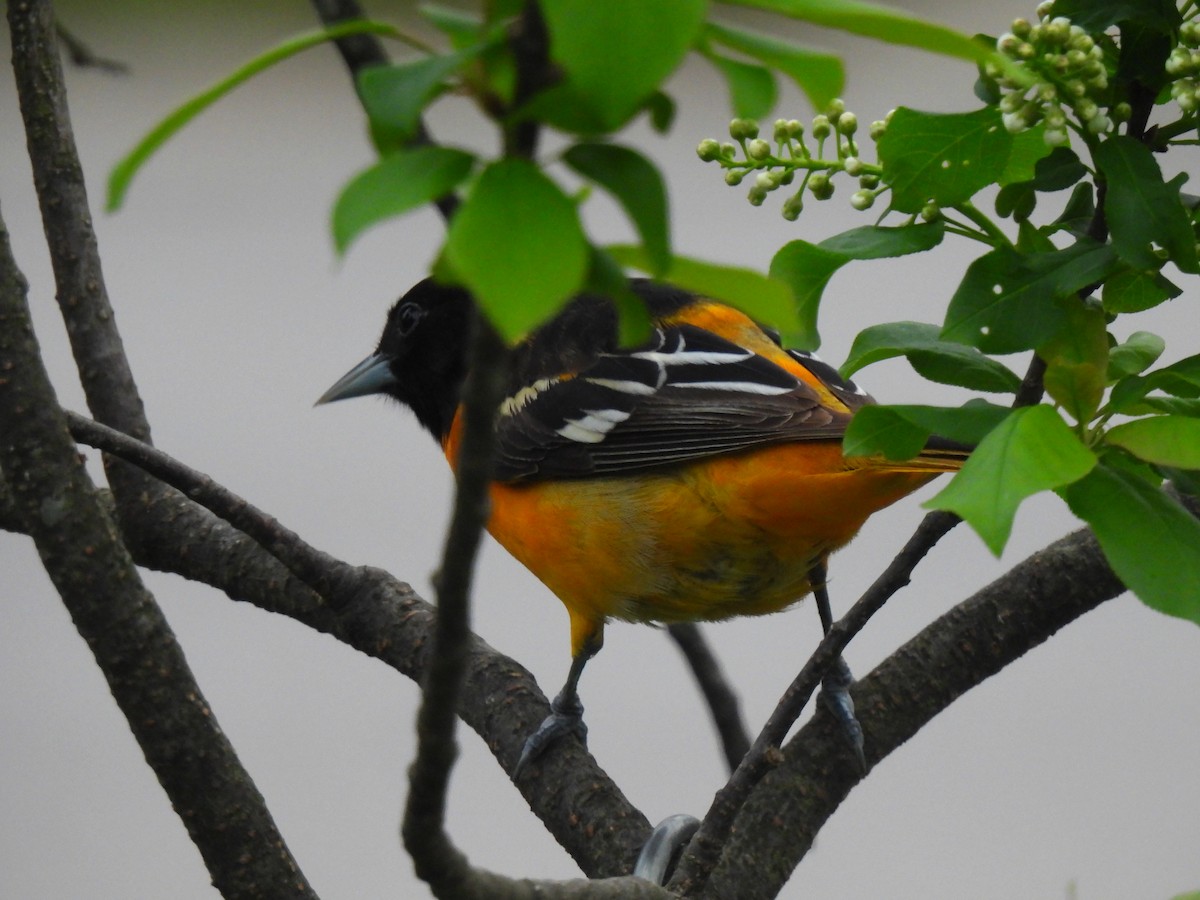 Baltimore Oriole - ML636295174