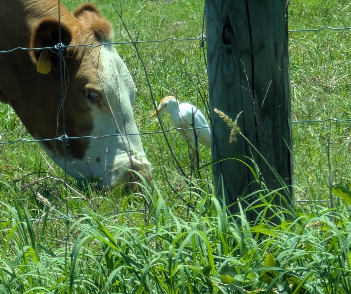 Western Cattle-Egret - ML636295208