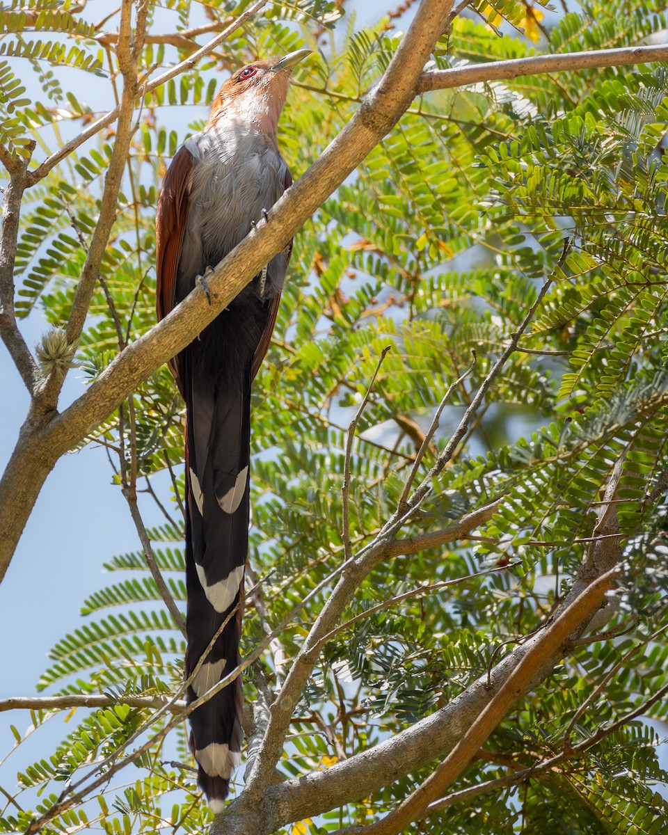 Common Squirrel-Cuckoo - ML636295213