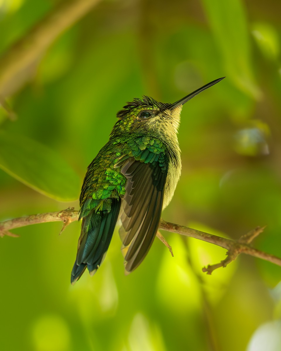 Glittering-throated Emerald - ML636295223