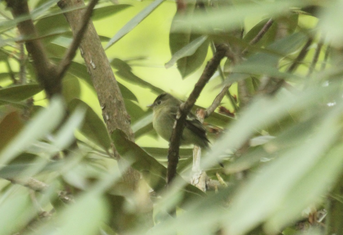 Yellow-bellied Flycatcher - ML636295226