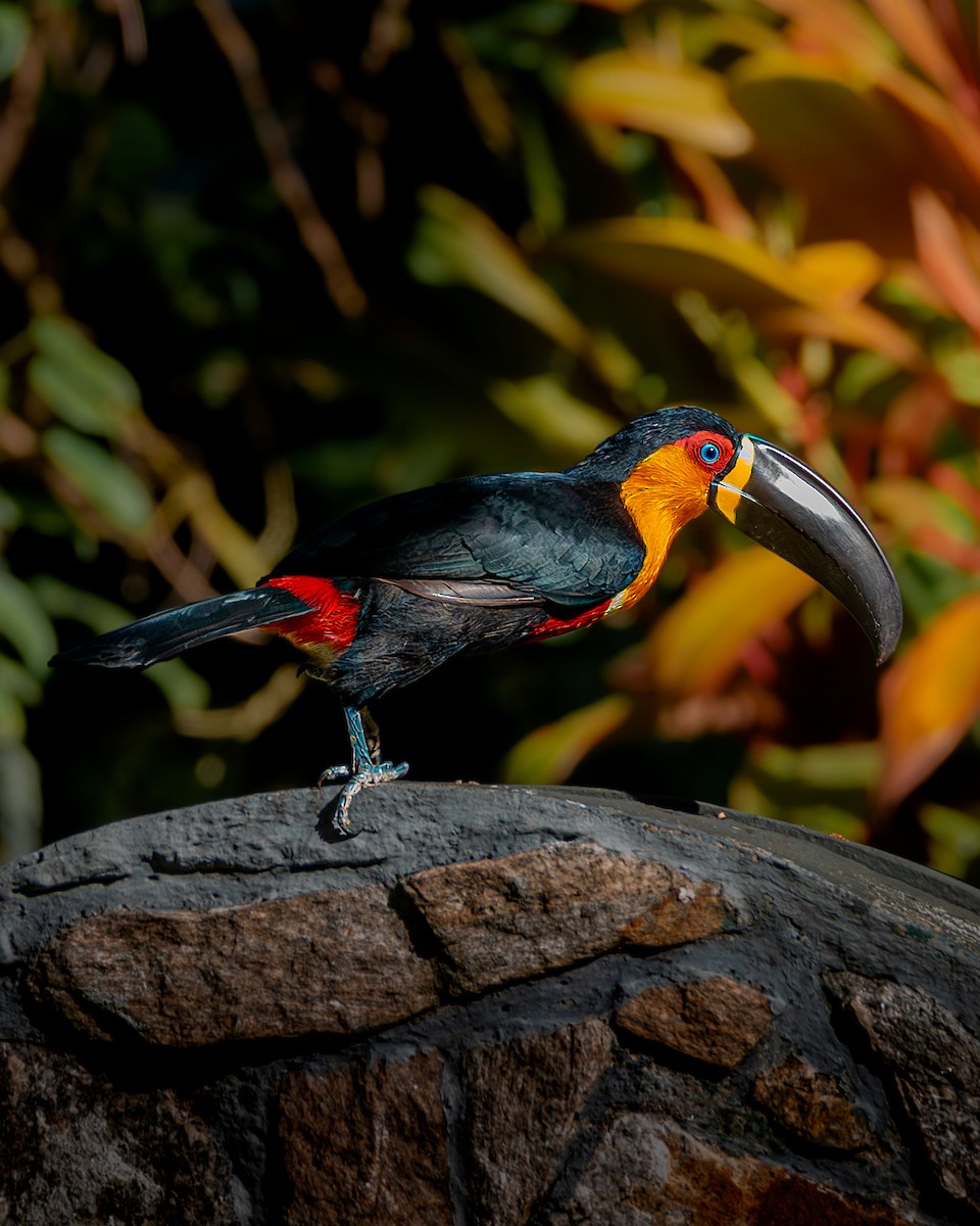 Channel-billed Toucan - ML636295247