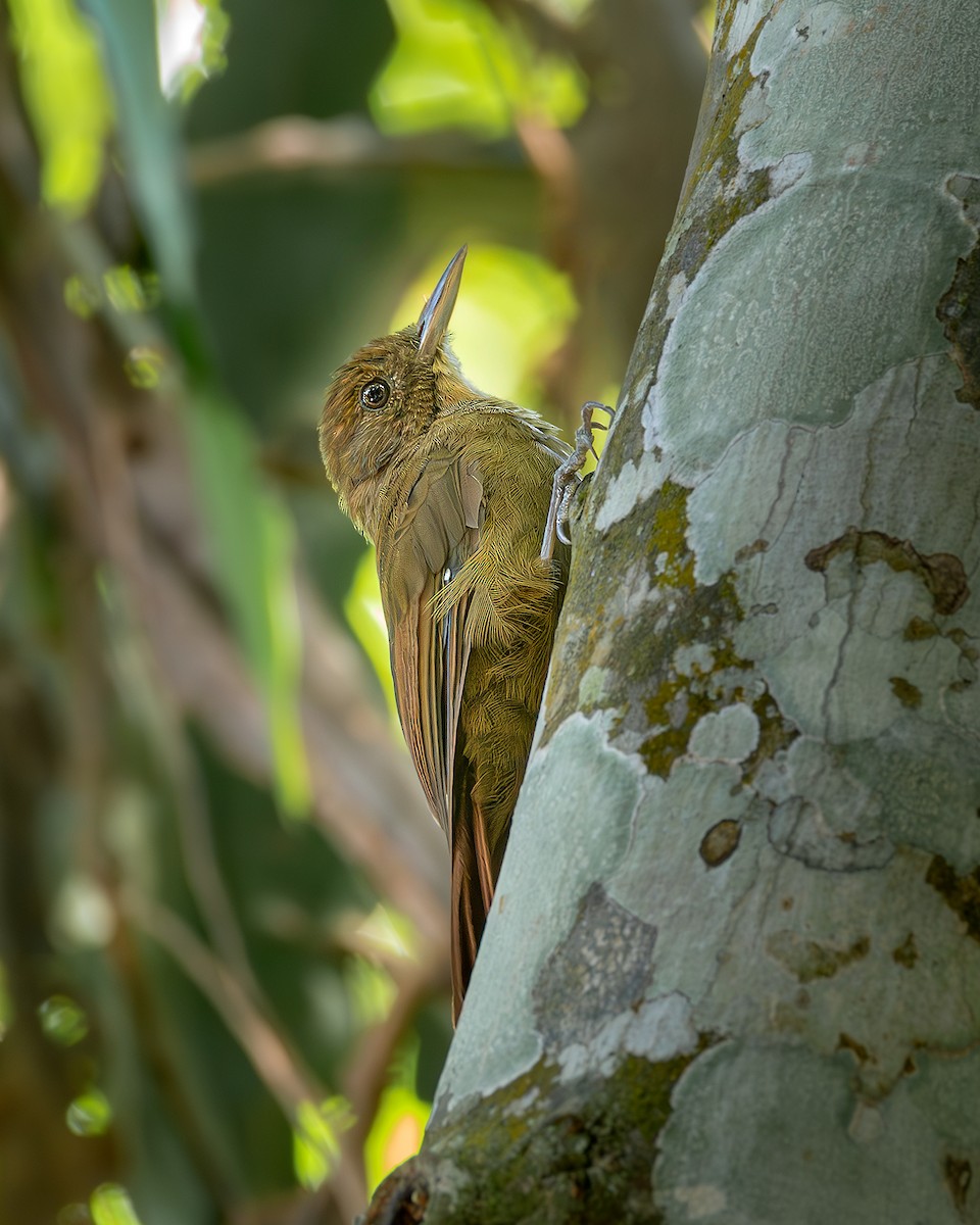 Plain-winged Woodcreeper - ML636295262