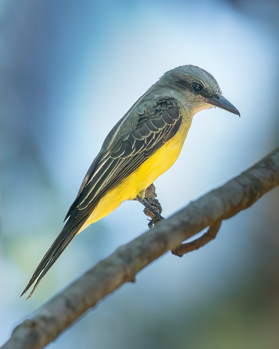 Tropical Kingbird - ML636295269