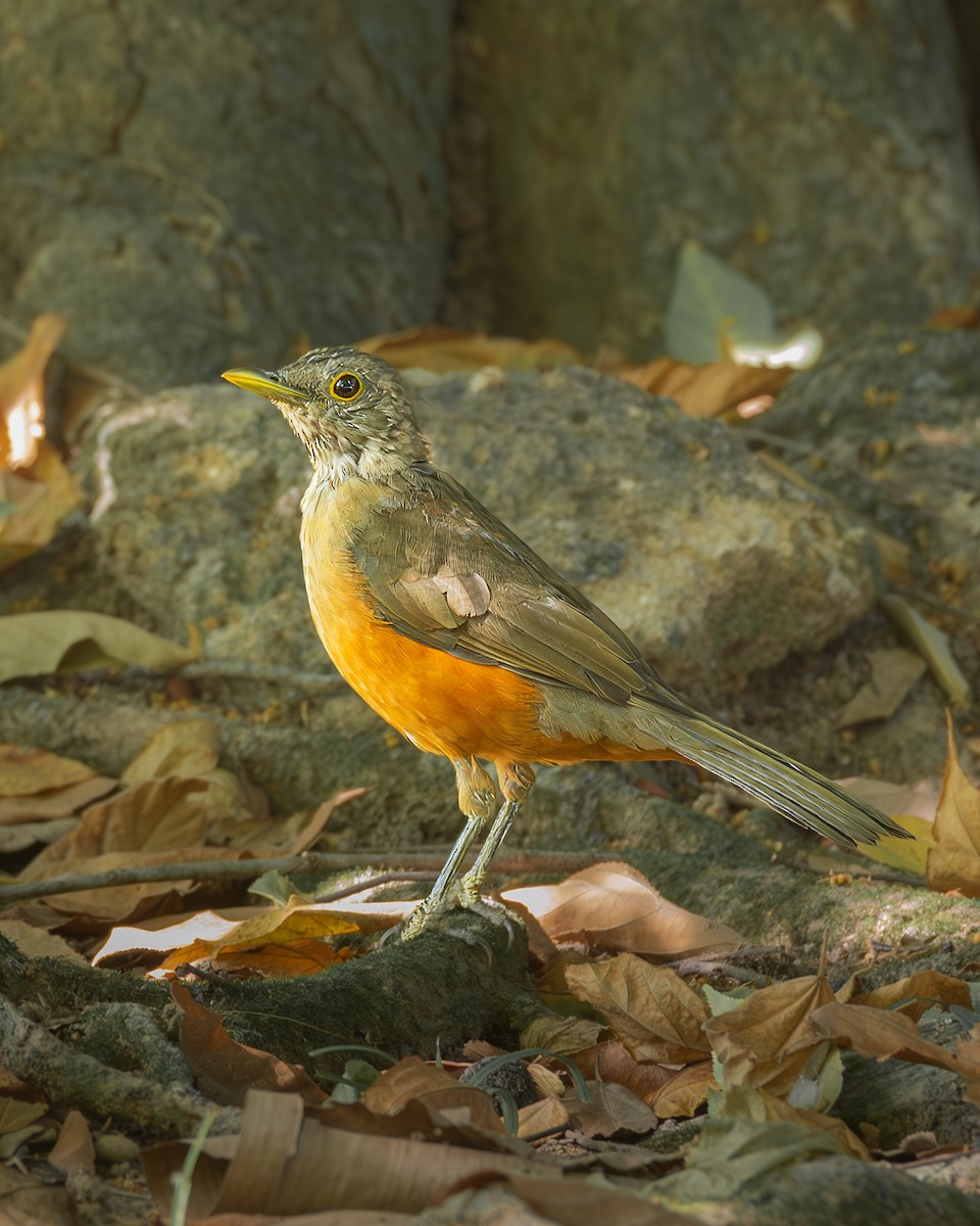 Rufous-bellied Thrush - ML636295274