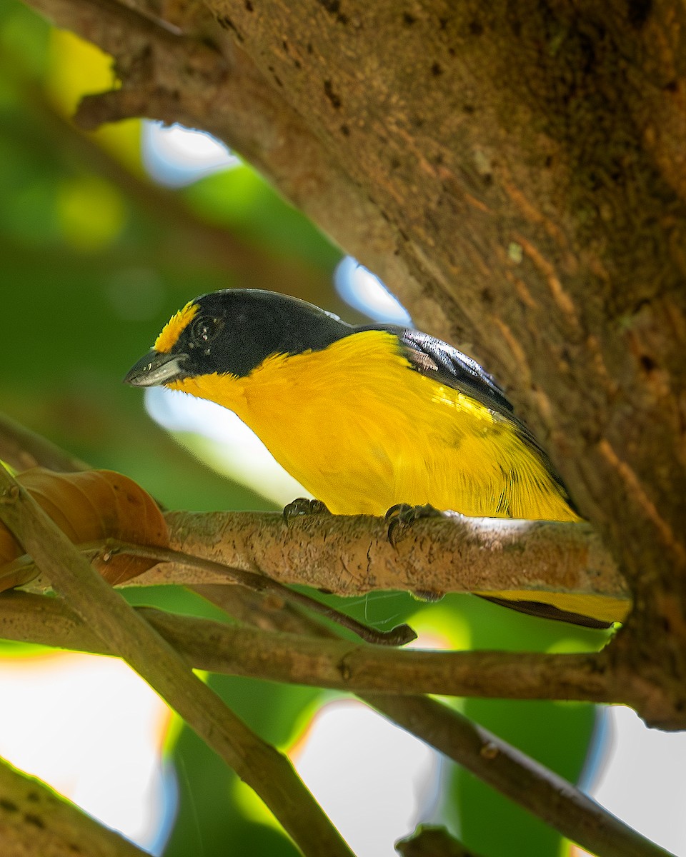 Violaceous Euphonia - ML636295282