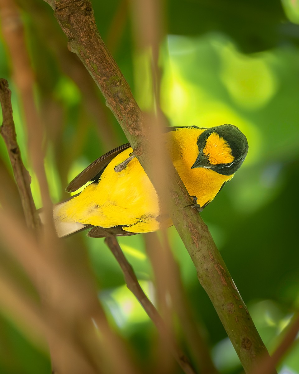 Violaceous Euphonia - ML636295288