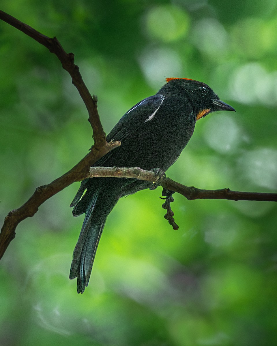 Flame-crested Tanager - ML636295302