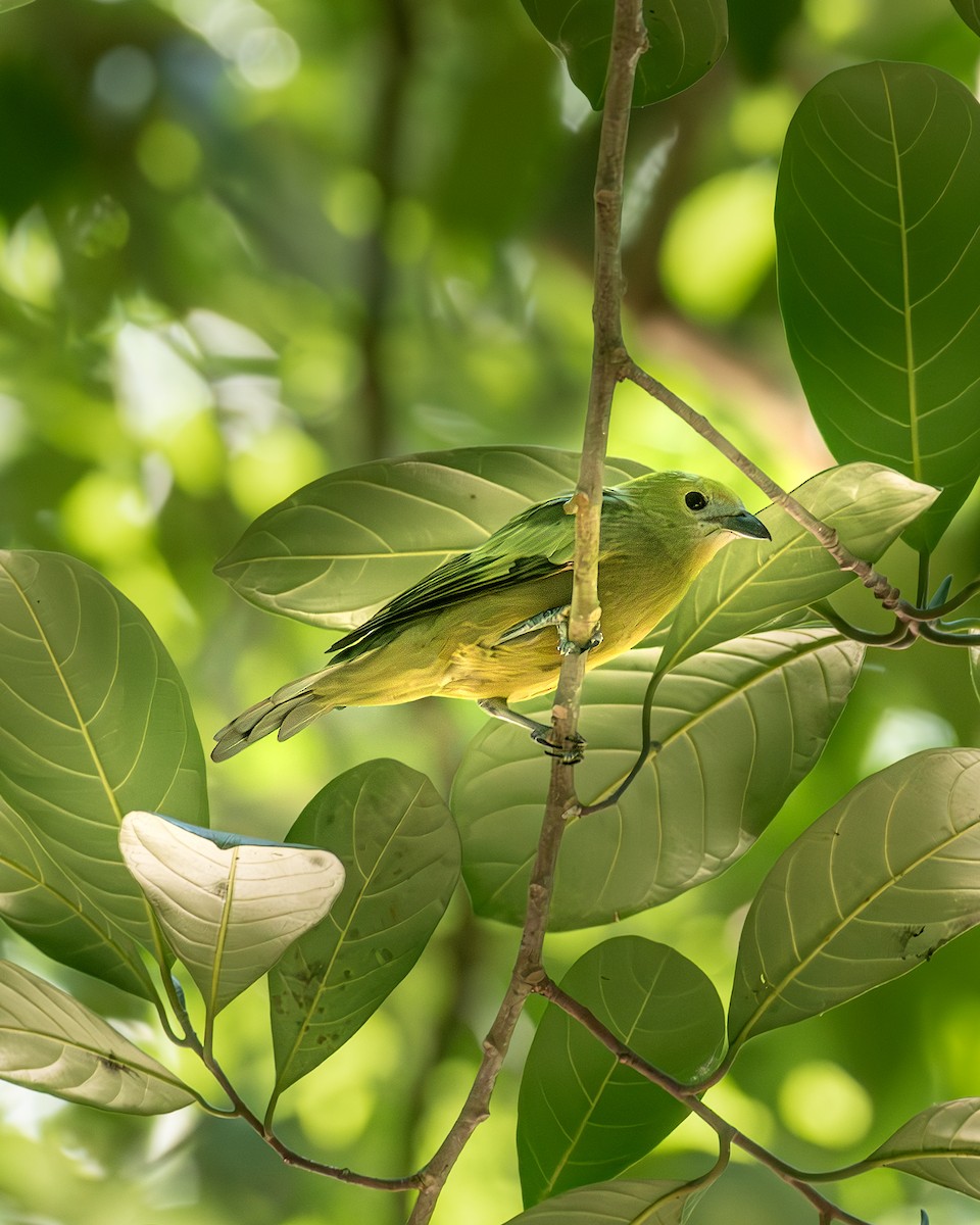 Palm Tanager - ML636295314