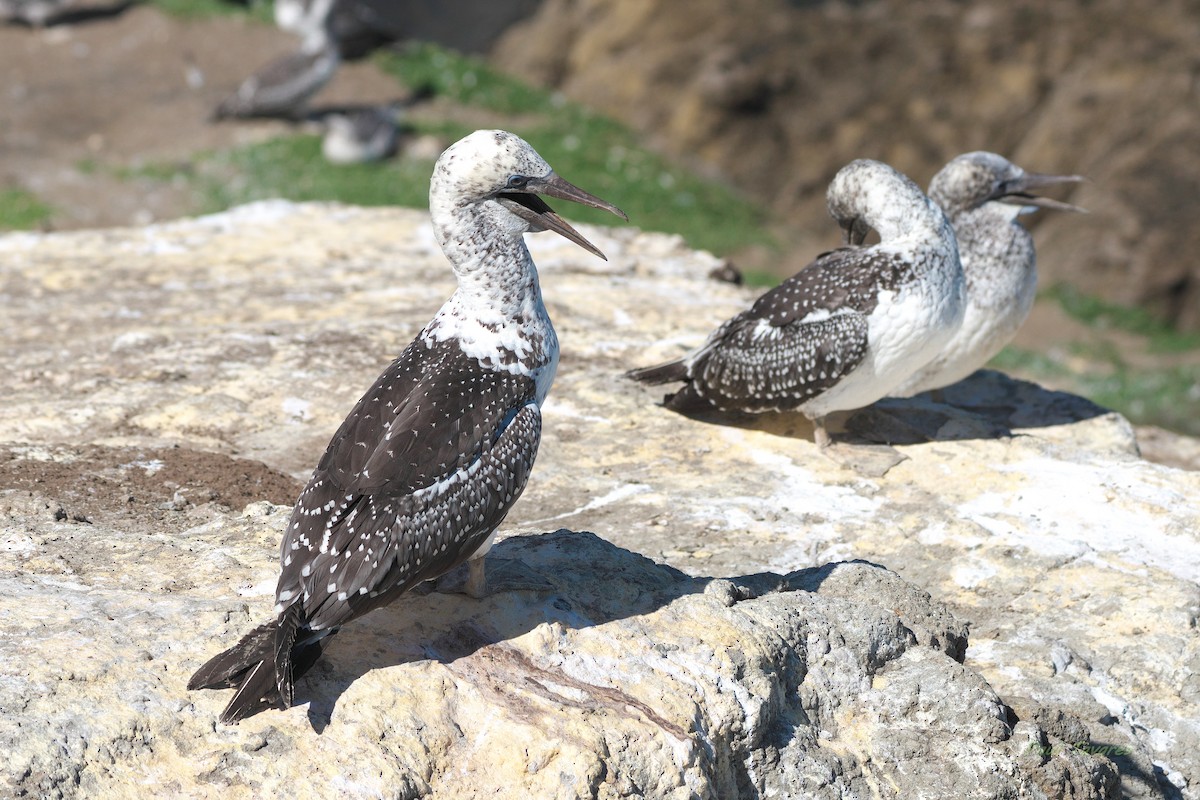 Australasian Gannet - ML636295315