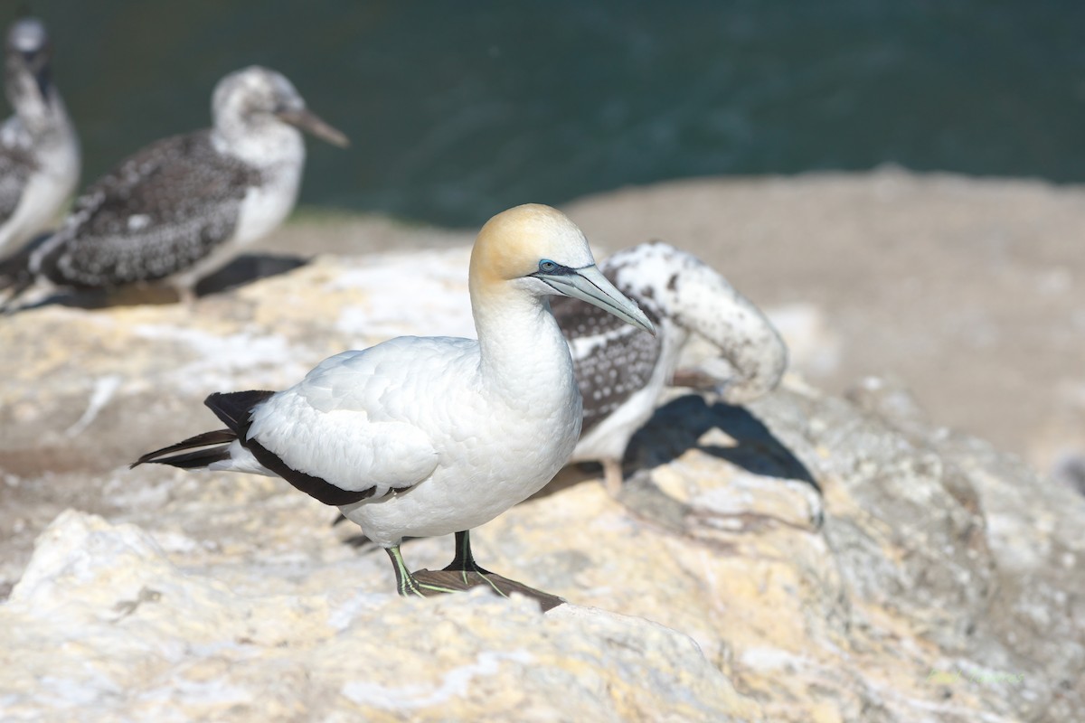 Australasian Gannet - ML636295316