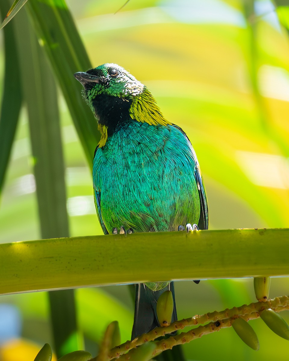 Green-headed Tanager - ML636295330