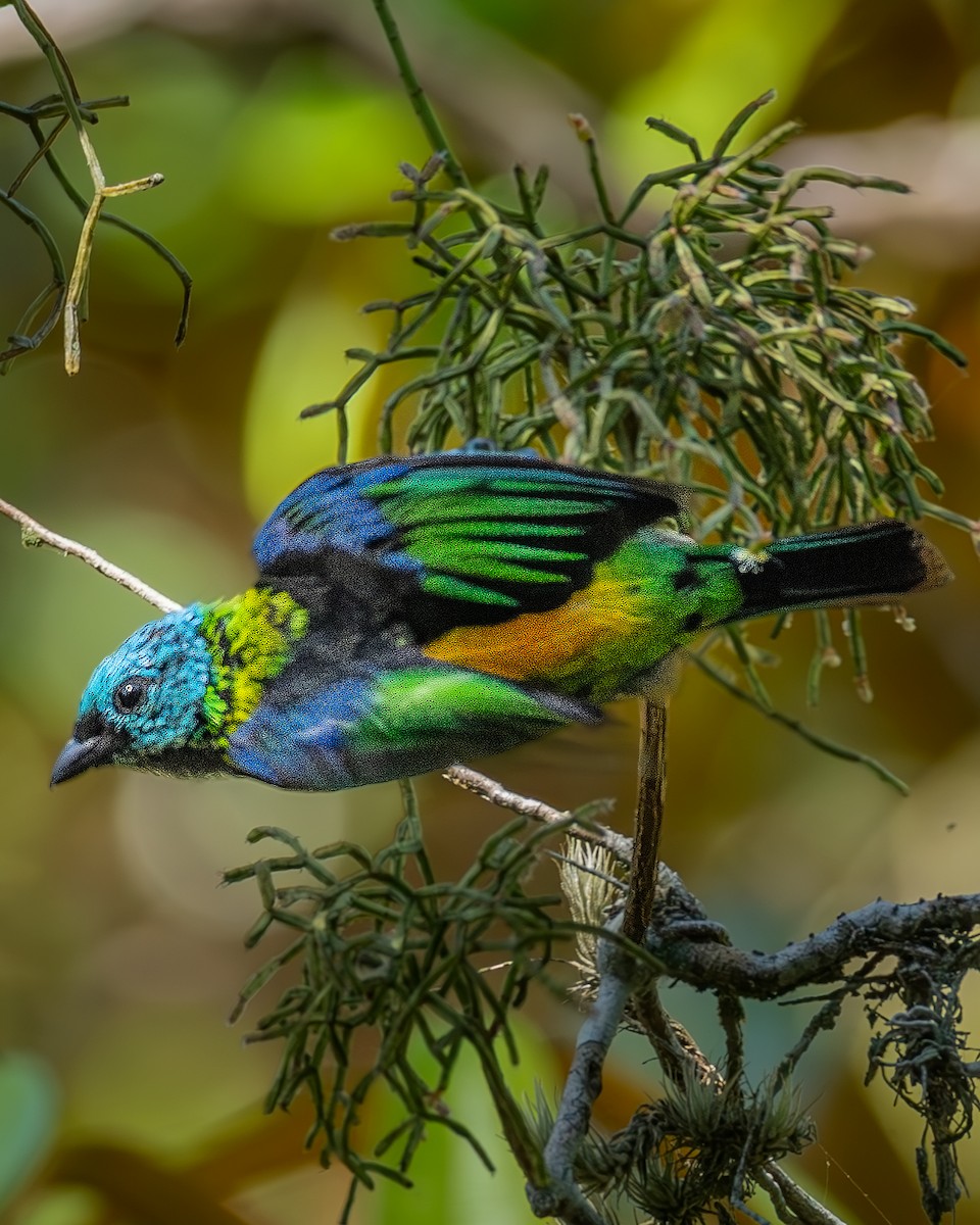 Green-headed Tanager - ML636295331