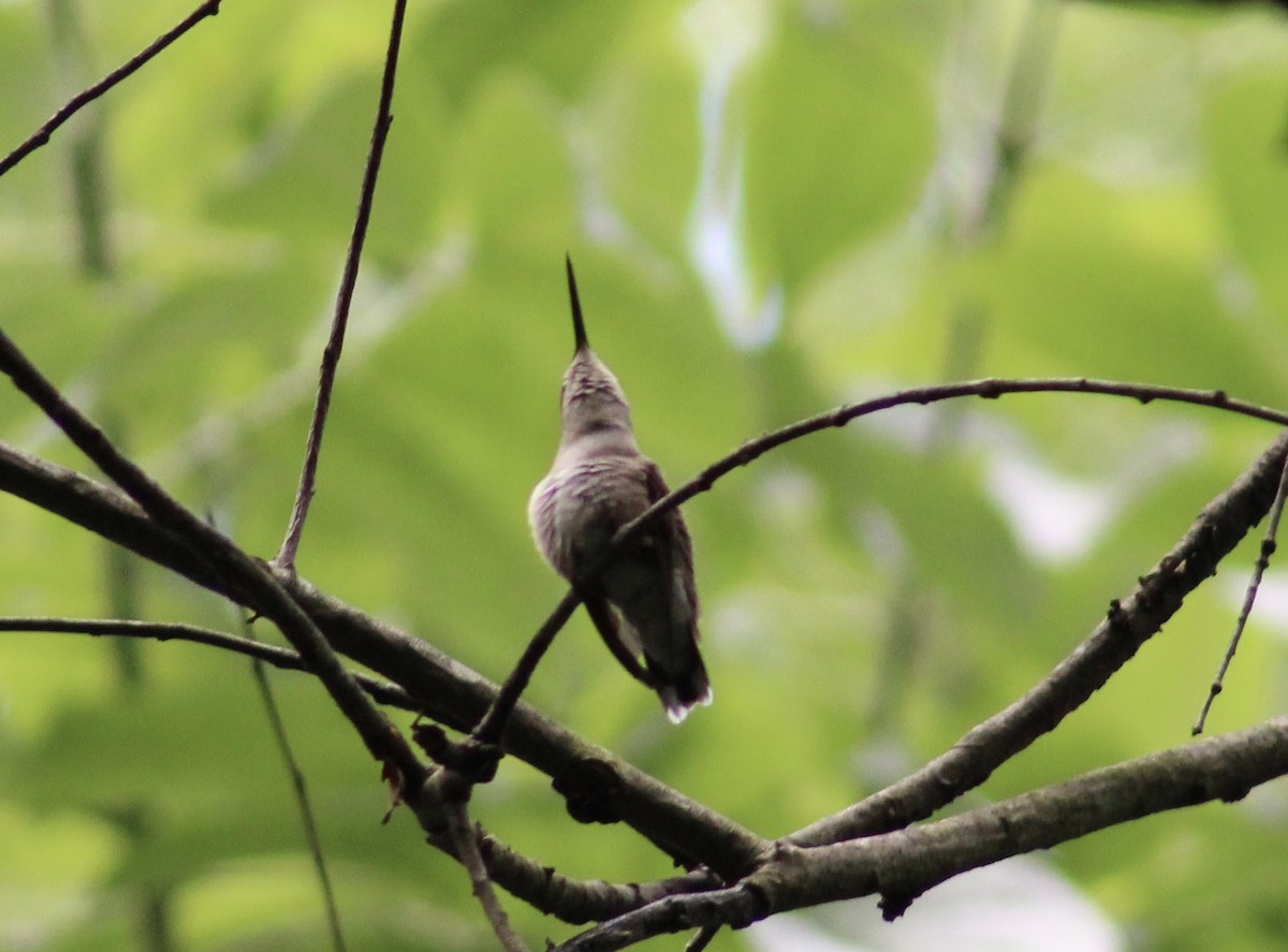 Ruby-throated Hummingbird - ML636295363
