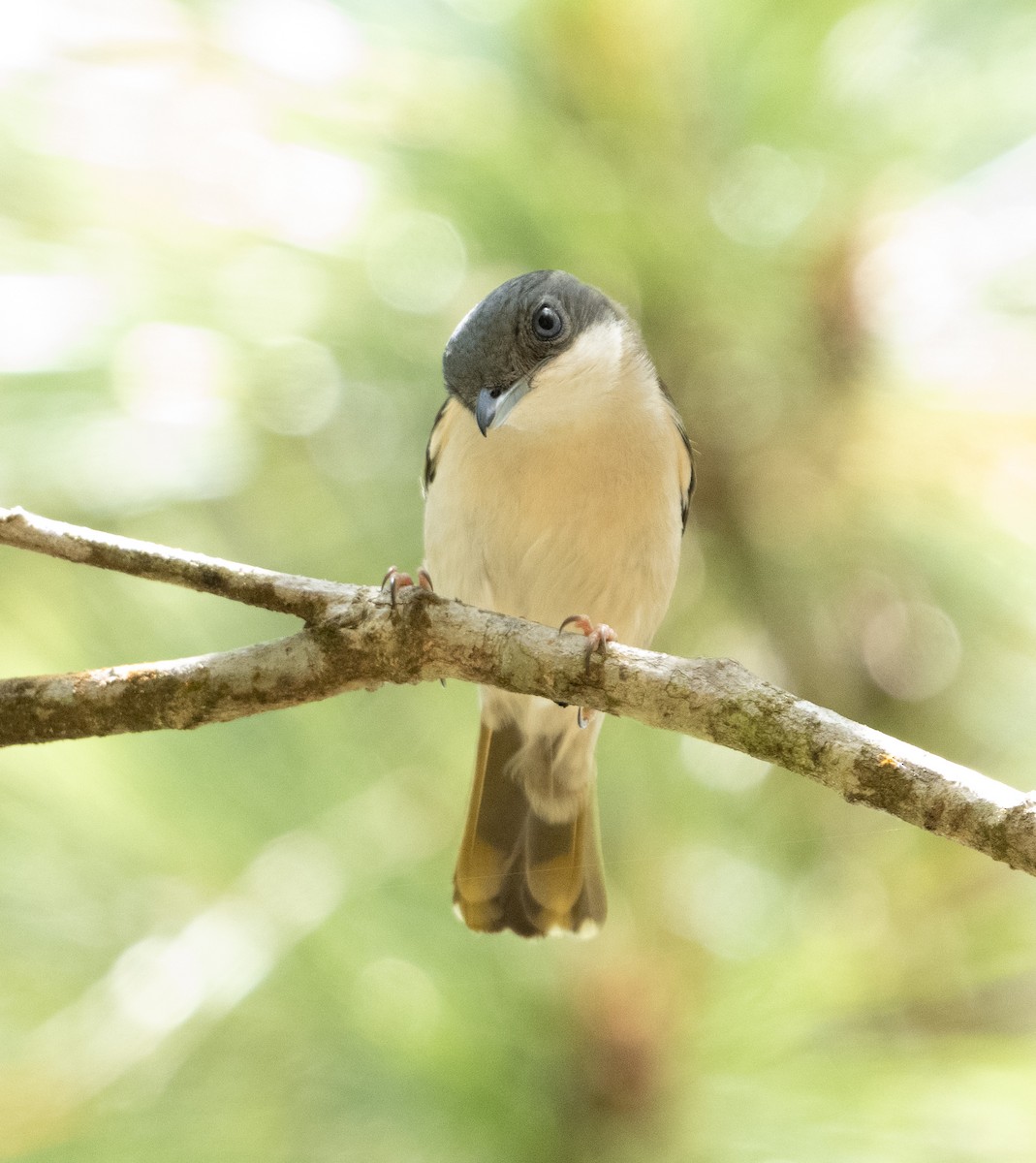 White-browed Shrike-Babbler (Dalat) - ML636295381
