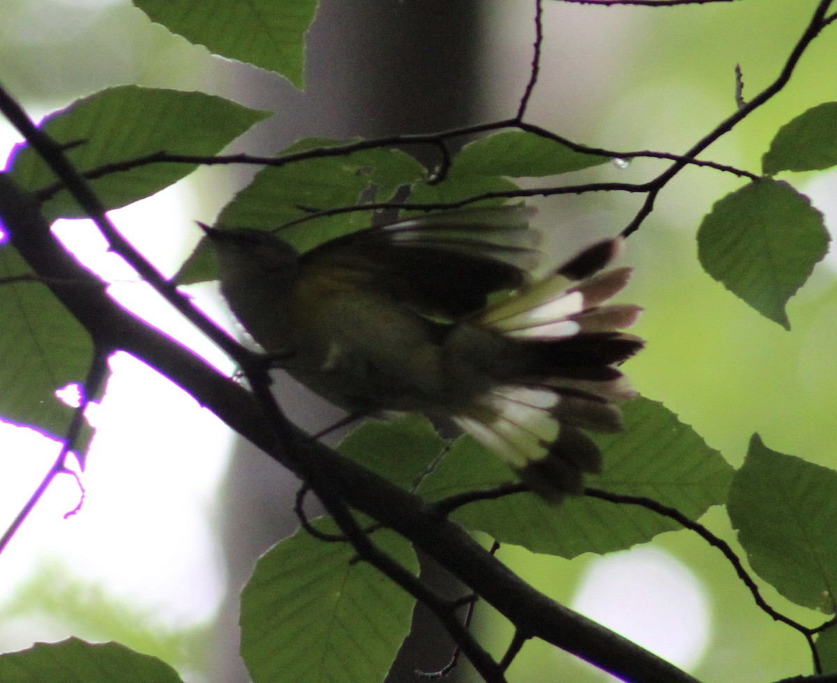 American Redstart - ML636295398