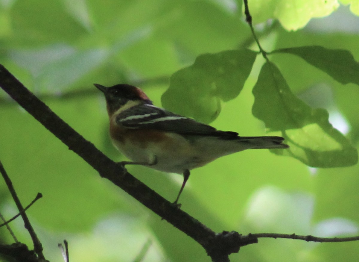 Bay-breasted Warbler - ML636295415