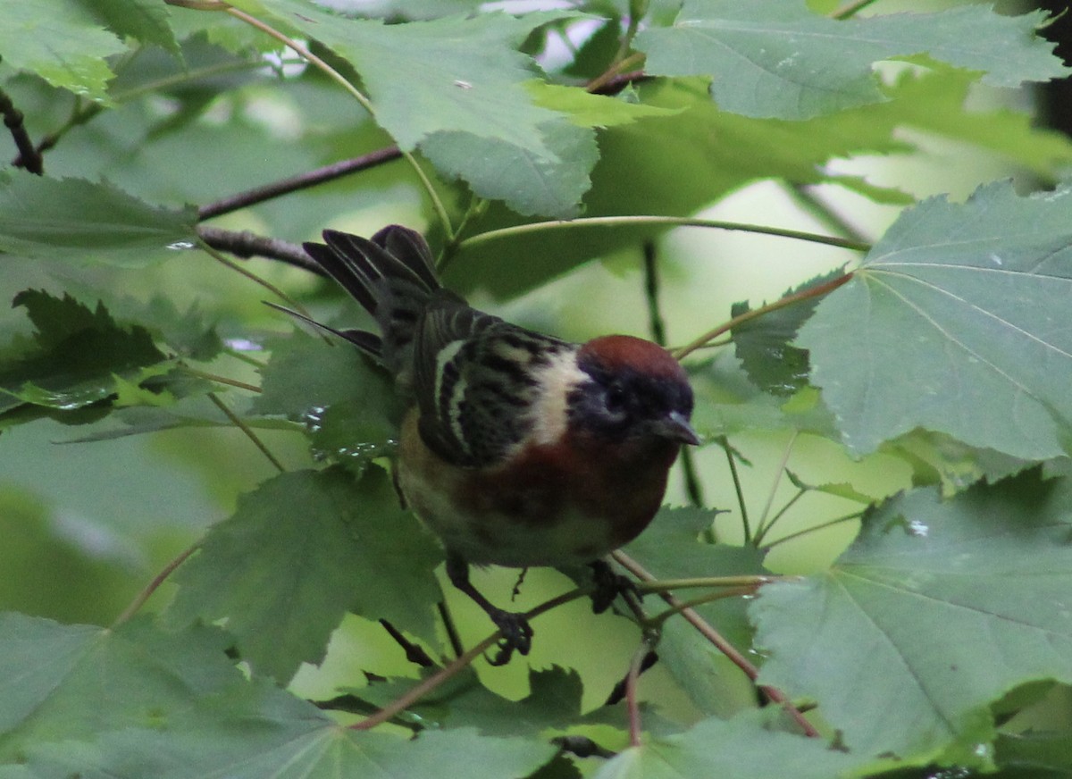 Bay-breasted Warbler - ML636295416