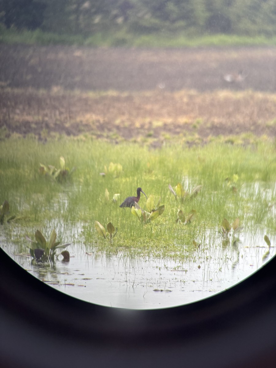 White-faced Ibis - ML636295450