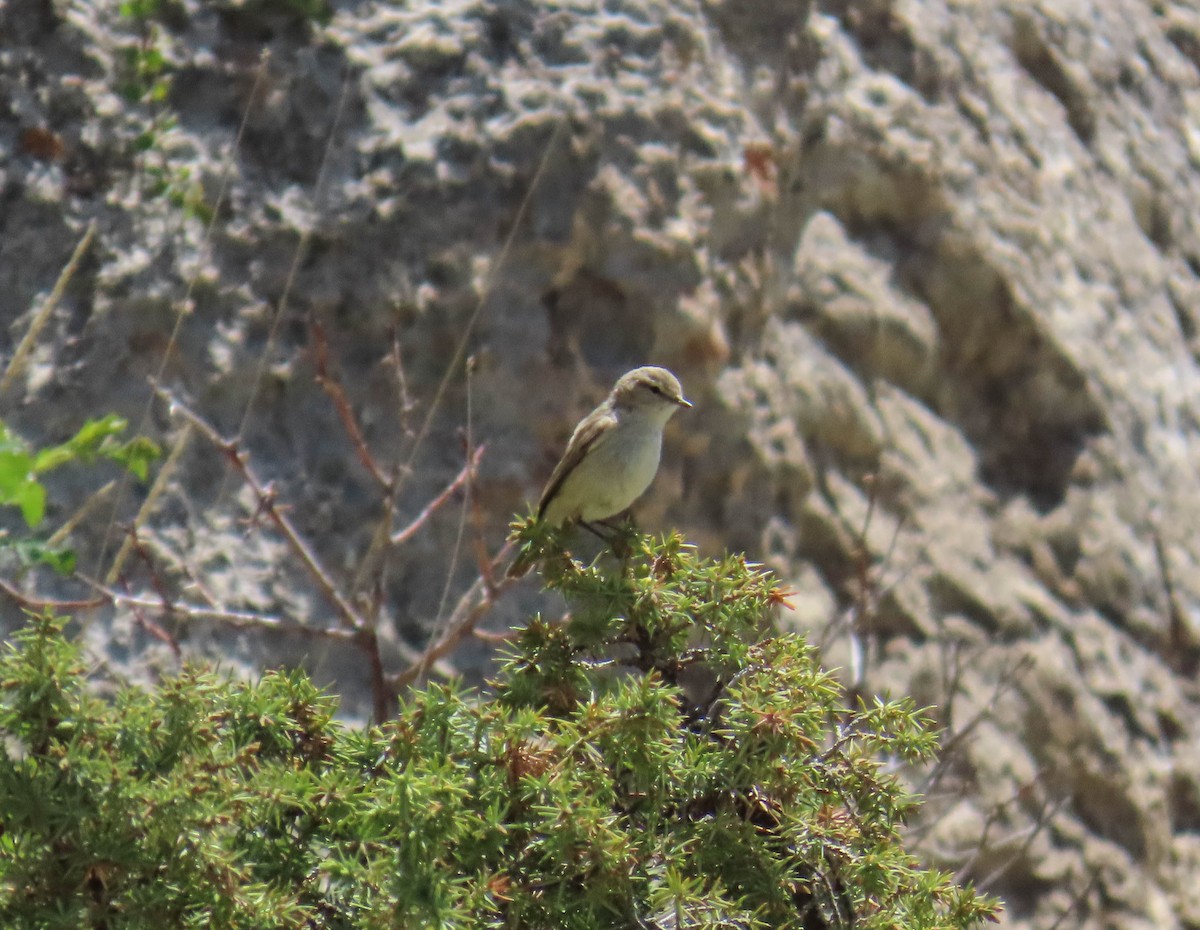 Plain Leaf Warbler - ML636295472