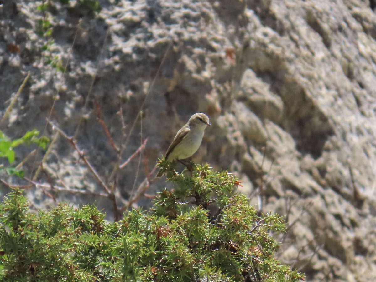 Plain Leaf Warbler - ML636295473