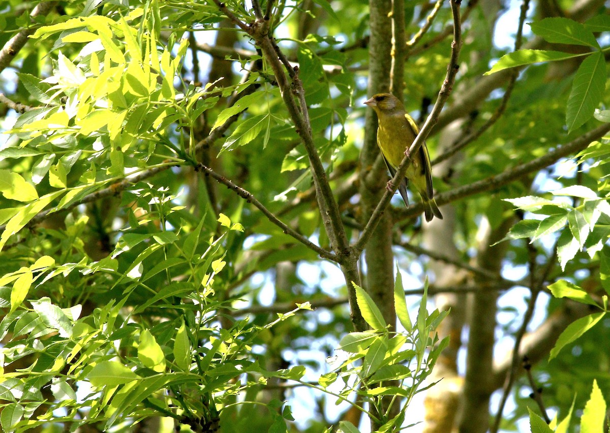European Greenfinch - ML636295481
