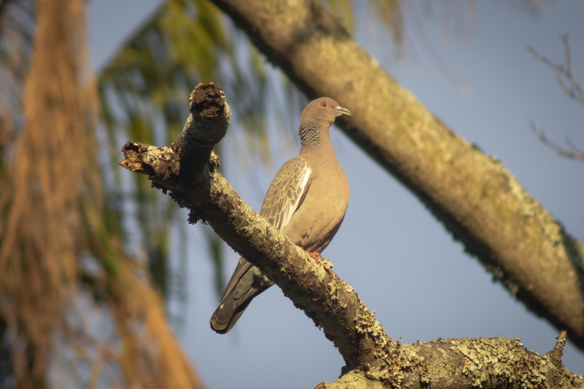 Picazuro Pigeon - ML636295530