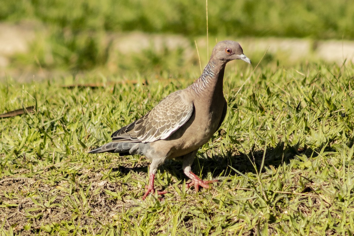 Picazuro Pigeon - ML636295531