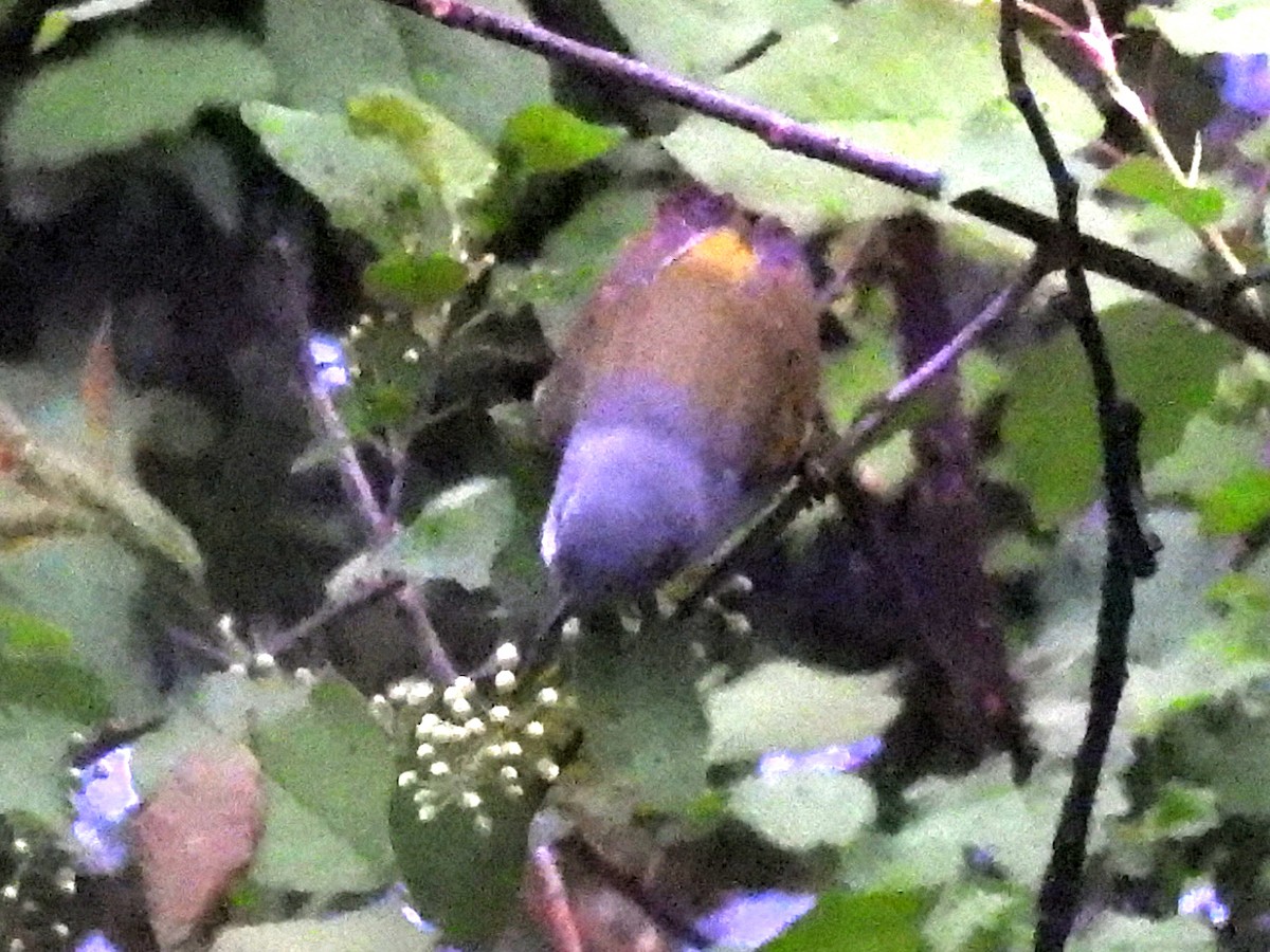 Tennessee Warbler - ML636295532