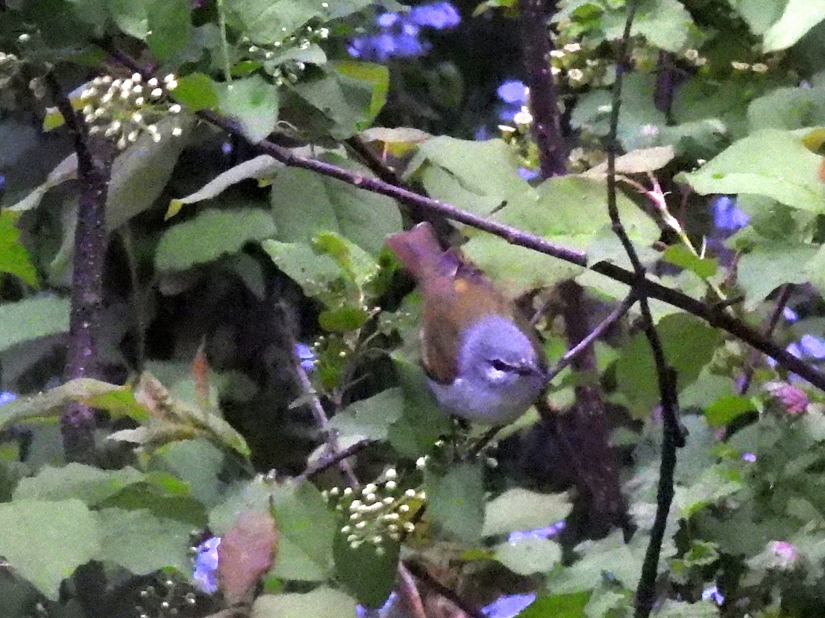 Tennessee Warbler - ML636295533