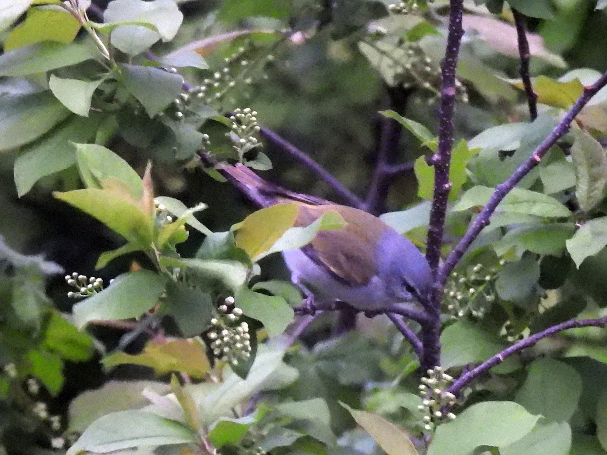 Tennessee Warbler - ML636295534