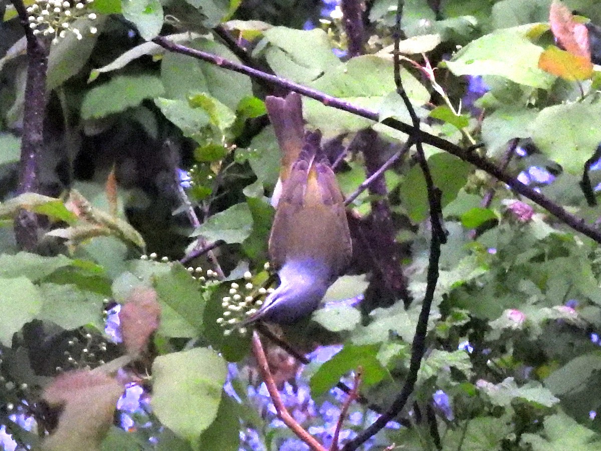 Tennessee Warbler - ML636295535