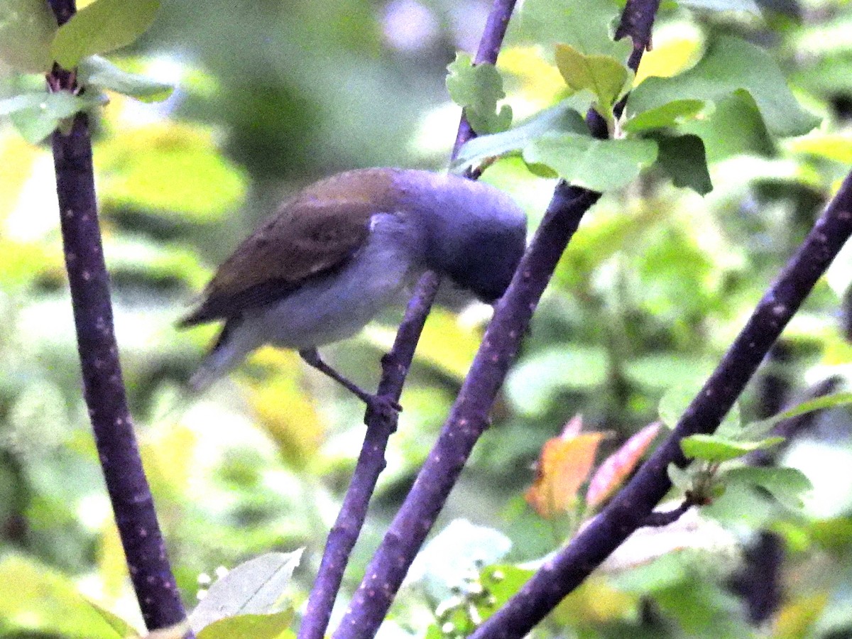Tennessee Warbler - ML636295540