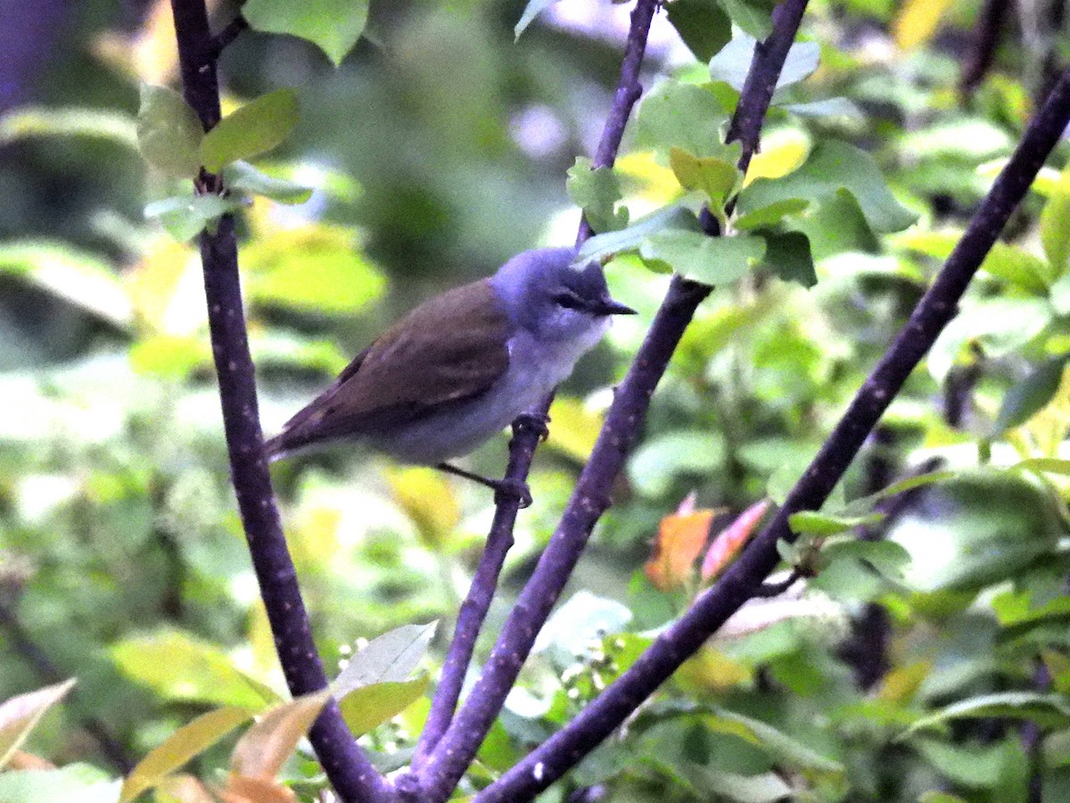 Tennessee Warbler - ML636295541