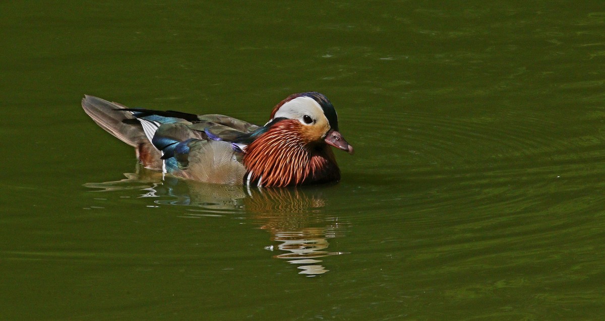 Mandarin Duck - ML636295545